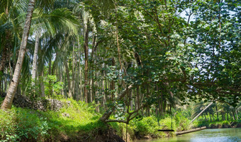 巡航美丽的平静河树次科克尔帕西坦印尼