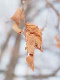 干叶子树冬天