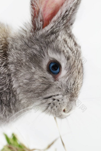 灰色的兔子