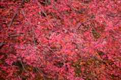 红色的枫木叶子背景秋天