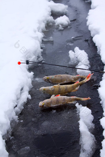 冬天鲈鱼钓鱼休闲