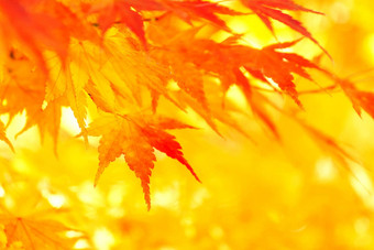 黄色的红色的枫木离开秋天