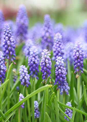 紫色的muscari<strong>一串葡萄</strong>状的场