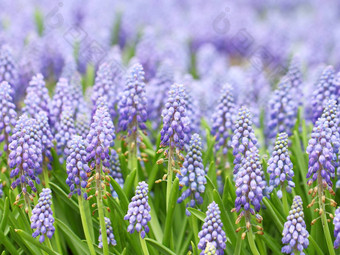 紫色的muscari<strong>一串葡萄</strong>状的