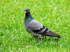 鸽子寻求食物绿色草背景