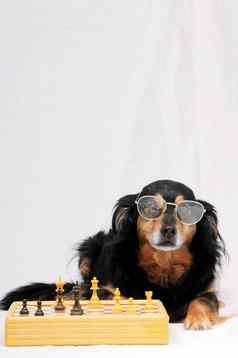 聪明的狗玩国际象棋