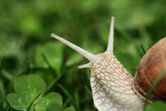 蜗牛螺旋pomatia