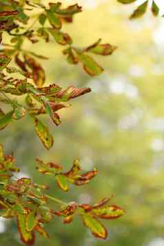 色彩斑斓的叶子秋天季节自然背景