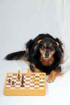 聪明的狗玩国际象棋