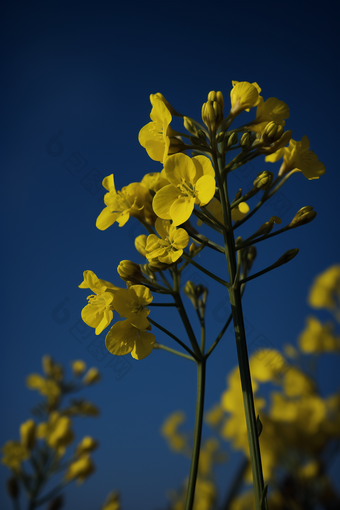 春天黄色的油菜花清晰充满活力