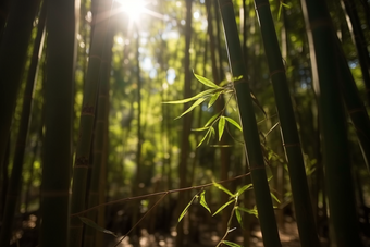 阳光下的竹林丛林土