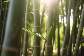 阳光下的竹林雨林树叶