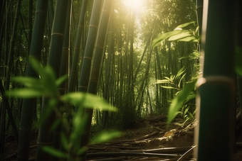 阳光下的竹林斜射雨林