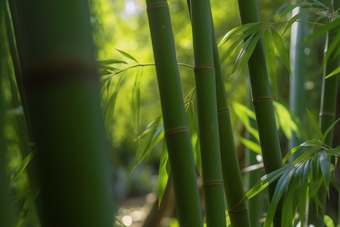 阳光下的竹林斜射植物