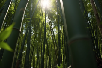 阳光下的竹林成长植物