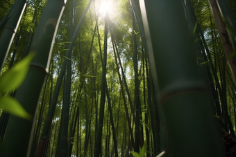 阳光下的竹林成长<strong>植物</strong>