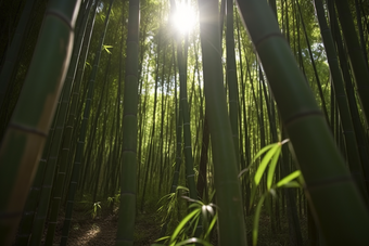 阳光下的竹林雨林树木