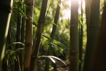 阳光下的竹林雨林植物