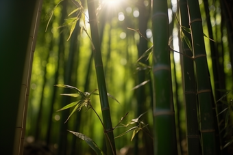 阳光下的竹林斜射成长