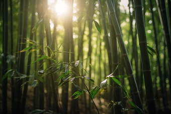 阳光下的竹林丛林树叶