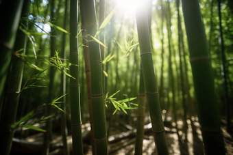 阳光下的竹林春笋泥土