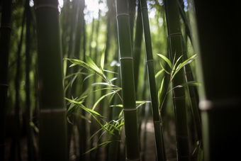 阳光下的竹林斜射树叶