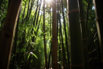 阳光下的竹林雨林土