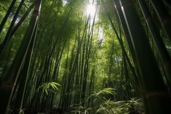 阳光下的竹林成长丛林