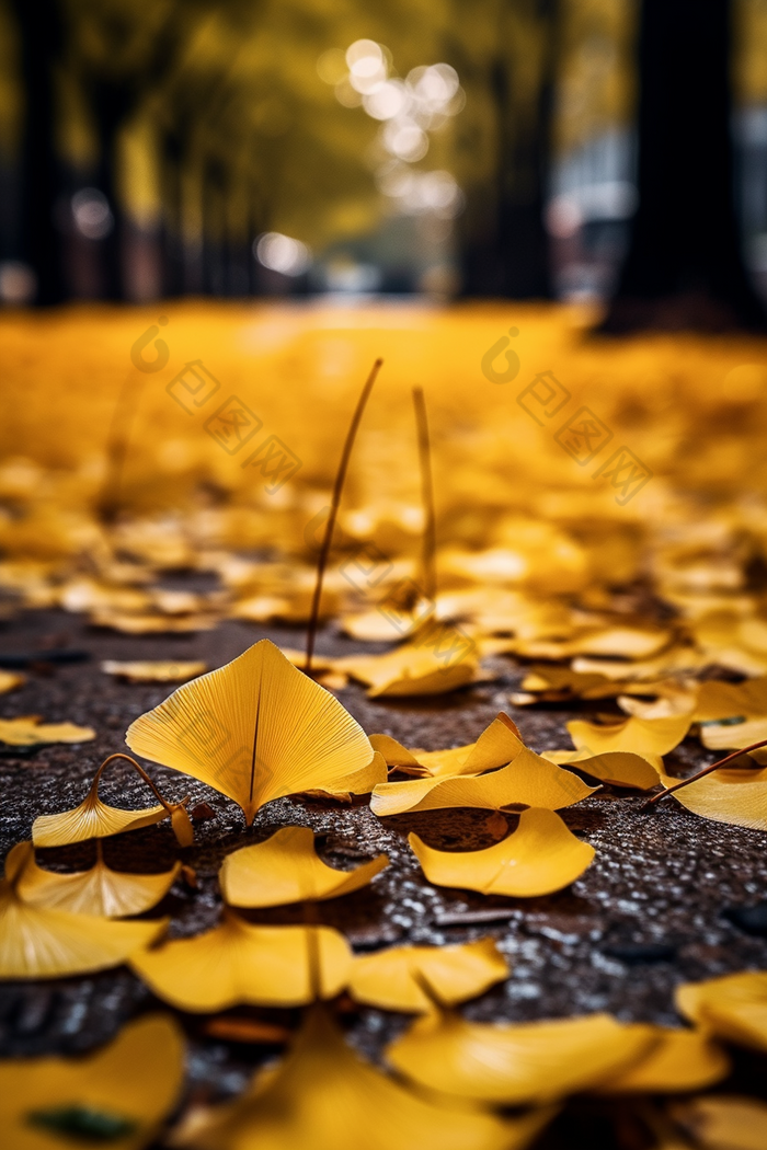 铺满地面的银杏叶秋季树