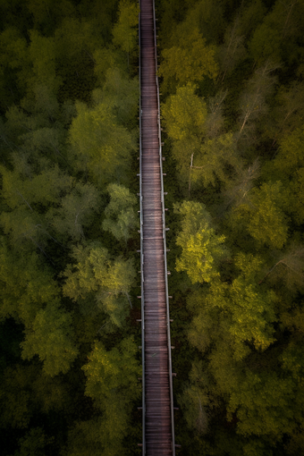 森林里的<strong>栈道</strong>植物道路