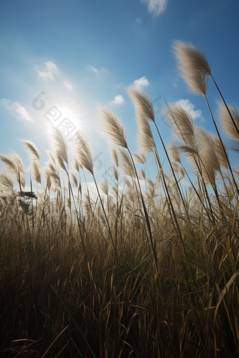 蓝天下的芦苇荡湿地大自然