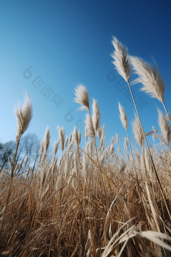 蓝天下的芦苇荡湿地公园