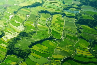 绿色稻田<strong>乡村发展</strong>植物农民