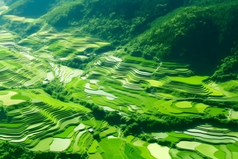 绿色稻田乡村发展摄影图27