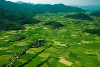 绿色稻田乡村发展植物农村