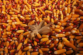 玉米农作物特写食物成熟