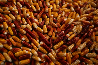 玉米农作物特写食物农民