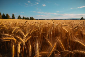 金色丰收的农田麦子实拍成熟