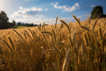 金色丰收的农田麦子农业成熟