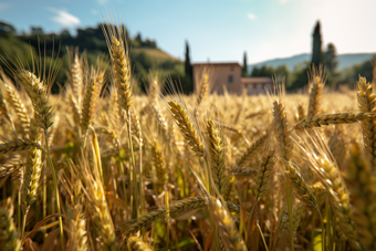 金色丰收的农田麦子植物农业实拍