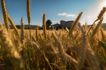金色丰收的农田麦子摄影图34