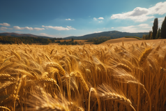 金色丰收的农田麦子摄影图11