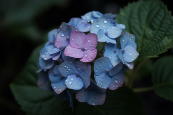 蓝色绣球花朵盛开