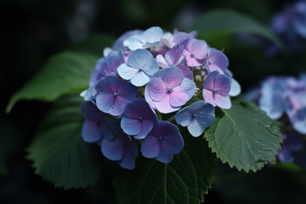 蓝色绣球花朵植物