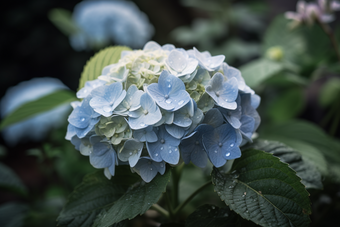 蓝色绣球花开植物