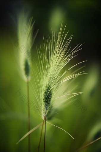 狗尾巴草特写小野