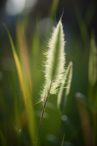 狗尾巴草特写<strong>小</strong>自然