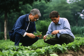 科研助农的科学家和农民蔬菜<strong>害虫</strong>