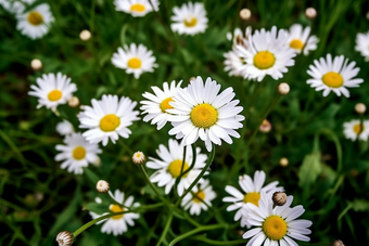 鲜艳<strong>小雏菊</strong>菊花植物