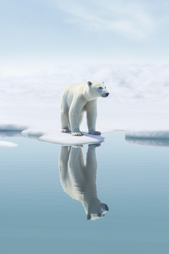 北极熊站在冰上摄影图11